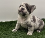 Small French Bulldog
