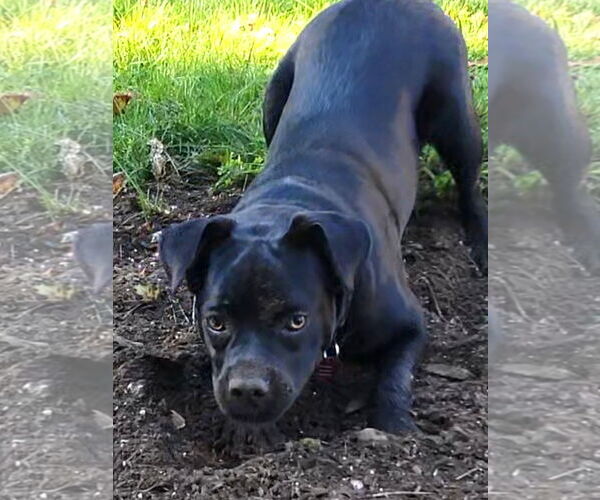 Medium Photo #7 Boxador Puppy For Sale in Wakefield, RI, USA