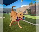 Small #5 Labrador Retriever Mix