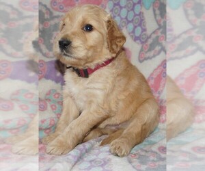 Goldendoodle Puppy for sale in LONG BEACH, WA, USA