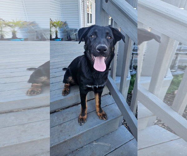 Medium Photo #2 German Shepherd Dog Puppy For Sale in New Hill, NC, USA