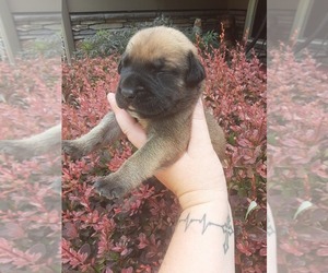 Mastiff Puppy for sale in VANCOUVER, WA, USA