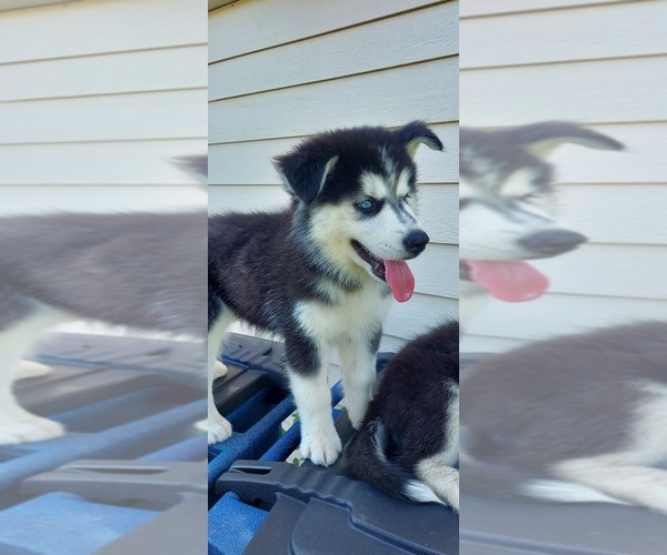 Medium Photo #6 Siberian Husky Puppy For Sale in OLIVE BRANCH, MS, USA