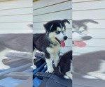 Small Photo #6 Siberian Husky Puppy For Sale in OLIVE BRANCH, MS, USA