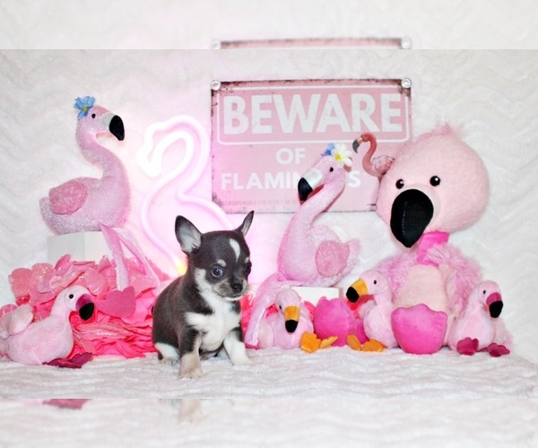 Medium Photo #95 Chihuahua Puppy For Sale in CHARLESTON, AR, USA