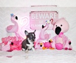 Small #5 Chihuahua