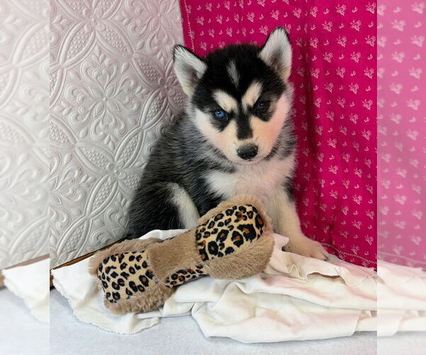 Medium Photo #5 Siberian Husky Puppy For Sale in MOUNT AYR, IA, USA