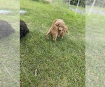 Small Photo #39 Goldendoodle Puppy For Sale in EATON RAPIDS, MI, USA