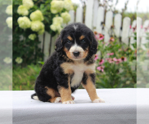 Bernedoodle-Poodle (Miniature) Mix Puppy for sale in NARVON, PA, USA
