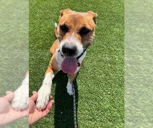 Kylo - Male American Staffordshire Terrier-Labrador Retriever Mix Dog for Adoption - Photo #6