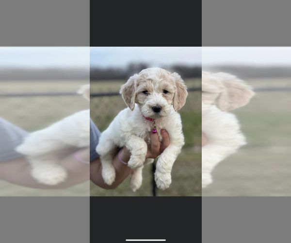 Full screen Photo #2 Goldendoodle Puppy For Sale in CALHOUN CITY, MS, USA