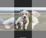 Small Photo #2 Goldendoodle Puppy For Sale in CALHOUN CITY, MS, USA