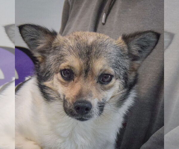 Medium Photo #4 Chion Puppy For Sale in Huntley, IL, USA