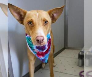 Labrador Retriever-Unknown Mix Dogs for adoption in San Antonio, TX, USA