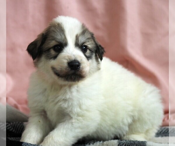 Medium Photo #6 Great Pyrenees Puppy For Sale in CLAYTON, WA, USA