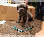 Small Photo #16 Cane Corso Puppy For Sale in PHILLIPSTON, MA, USA