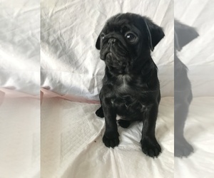 Pug Puppy for sale in LITTLE FALLS, NJ, USA