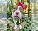 Small Photo #3 American Pit Bull Terrier-Unknown Mix Puppy For Sale in Redlands, CA, USA