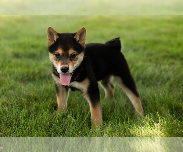 Medium Photo #1 Shiba Inu Puppy For Sale in MILLERSBURG, IN, USA