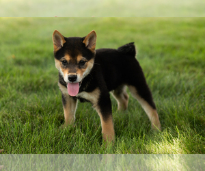Shiba Inu Puppy for sale in MILLERSBURG, IN, USA