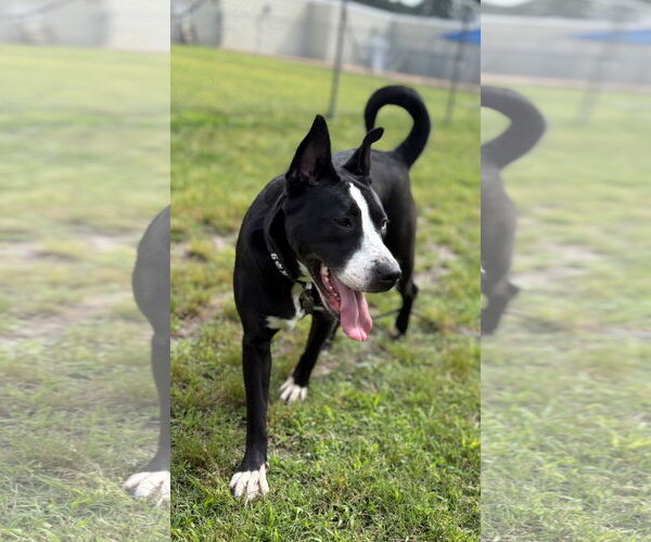 Medium Photo #9 Mutt Puppy For Sale in Virginia Beach, VA, USA