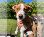 Small Photo #15 Mutt Puppy For Sale in Rockville, MD, USA