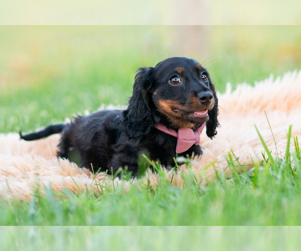 Medium Photo #48 Dachshund Puppy For Sale in WARSAW, IN, USA