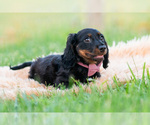 Small Photo #48 Dachshund Puppy For Sale in WARSAW, IN, USA