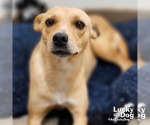 Retriever -Unknown Mix Dogs for adoption in Washington, DC, USA
