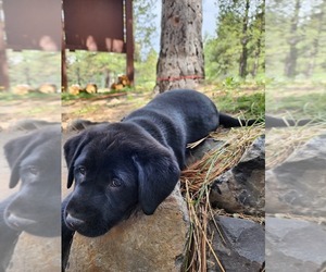 Labrador Retriever Puppy for sale in KUNA, ID, USA