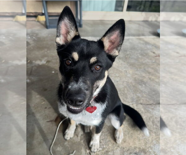 Medium Photo #1 Siberian Husky-Unknown Mix Puppy For Sale in Woodland, CA, USA
