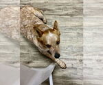 Small #1 Mutt