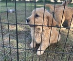 Small #4 Golden Retriever