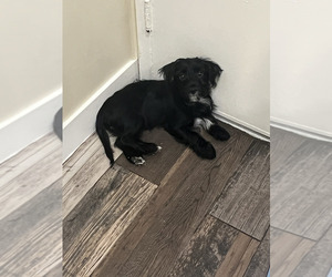 Chorkie Puppy for sale in DESERT HOT SPRINGS, CA, USA