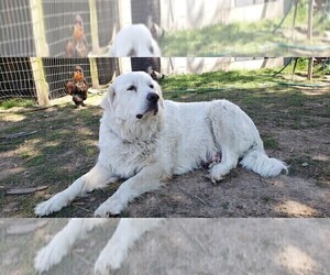 Mother of the Great Pyrenees puppies born on 04/13/2021