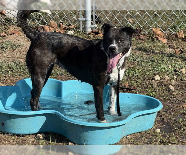 Medium Photo #3 Border Collie-Unknown Mix Puppy For Sale in Ocala, FL, USA