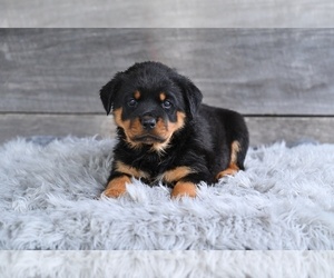 Rottweiler Puppy for sale in MILLERSBURG, OH, USA
