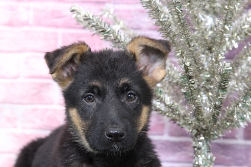 Medium Photo #3 German Shepherd Dog Puppy For Sale in BEL AIR, MD, USA