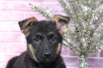 Small Photo #3 German Shepherd Dog Puppy For Sale in BEL AIR, MD, USA