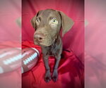 Small #3 Labrador Retriever Mix