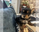 Small Photo #27 Yorkshire Terrier Puppy For Sale in BRIDGETON, NJ, USA