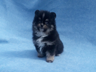 Small Photo #5 Pomeranian Puppy For Sale in N PALM BEACH, FL, USA