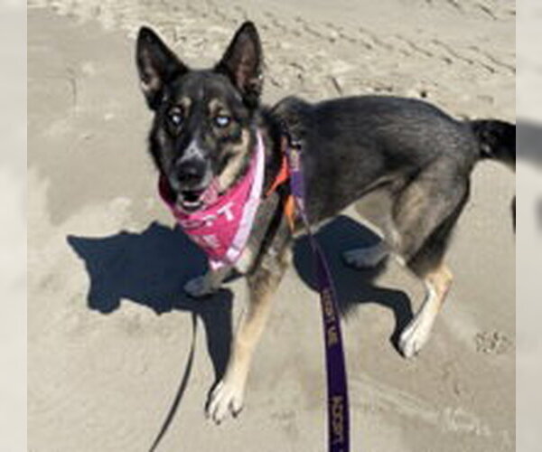 Medium Photo #13 German Shepherd Dog Puppy For Sale in Salinas, CA, USA