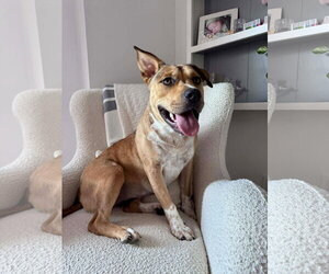 American Pit Bull Terrier-Unknown Mix Dogs for adoption in Germantown, OH, USA