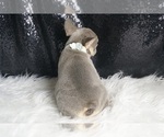 Small #4 French Bulldog