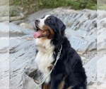 Small Photo #1 Bernese Mountain Dog Puppy For Sale in FAIRMONT, MN, USA