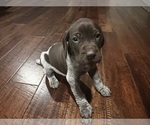 Small Photo #4 German Shorthaired Pointer Puppy For Sale in FAIR PLAY, MO, USA