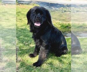Clumber Spaniel-Unknown Mix Dogs for adoption in Redlands, CA, USA