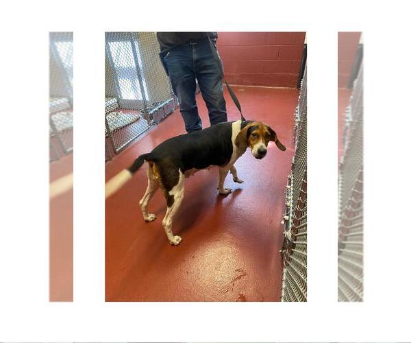Medium Photo #4 Beagle-Treeing Walker Coonhound Mix Puppy For Sale in Westminster, MD, USA