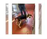 Small #3 Beagle-Treeing Walker Coonhound Mix